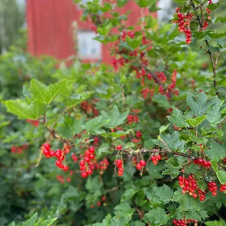 Feriehus Magdastu På Romstad Gård *