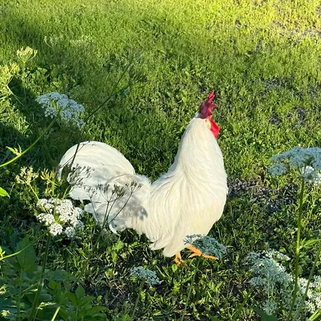 Magdastu På Romstad Gård *